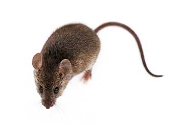 Rodent Proofing | Attic Cleaning Richmond, CA