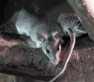 Do I Have A Rodent Problem | Attic Cleaning Richmond, CA