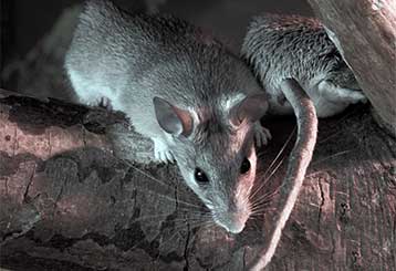 A Rodent Problem | Attic Cleaning Richmond, CA A Rodent Problem | Attic Cleaning Richmond, CA