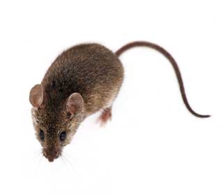 Rodent Proofing Service | Attic Cleaning Richmond, CA Rodent Proofing Service | Attic Cleaning Richmond, CA
